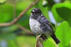 South Island Robin